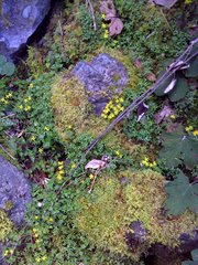 Sedum erythrospermum