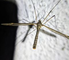 Tipula lateralis