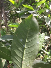 Nauclea diderrichii