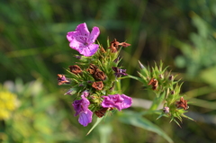 Dianthus barbatus