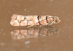 Blastesthia tessulatana