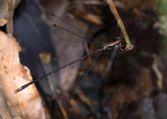 Chorismagrion risi