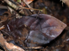 Chorismagrion risi
