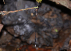 Chorismagrion risi