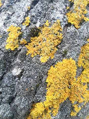 Xanthoria parietina