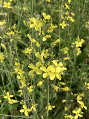 Brassica barrelieri