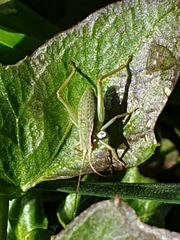 Isophya camptoxypha