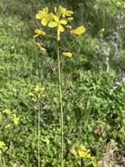 Brassica barrelieri