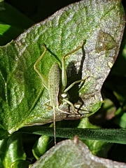 Isophya camptoxypha