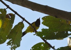 Melanochlora sultanea