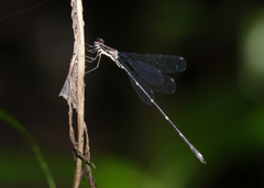 Chorismagrion risi