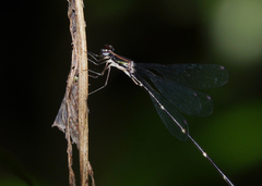 Chorismagrion risi
