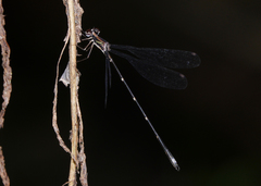 Chorismagrion risi