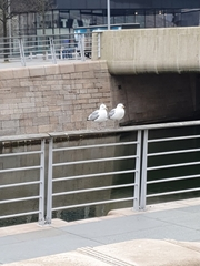 Larus argentatus