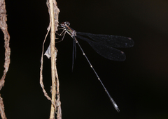 Chorismagrion risi