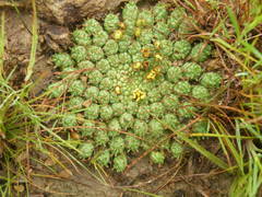 Euphorbia flanaganii