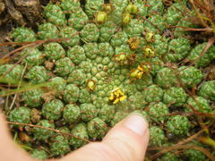 Euphorbia flanaganii