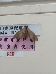 Marumba cristata bukaiana
