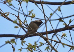 Poecile hypermelaenus