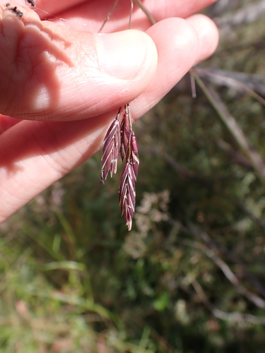 Image of Festuca muelleri by (c) Nina Kerr, some rights reserved (CC BY)