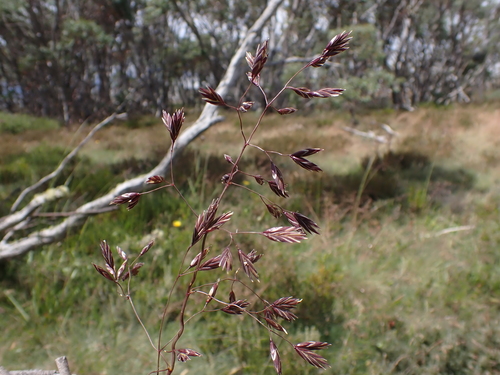 Mueller's Fescue (Festuca muelleri)