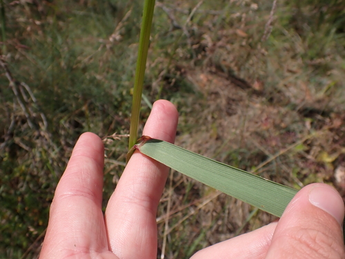 Image of Festuca muelleri by (c) Nina Kerr, some rights reserved (CC BY)