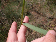 Festuca muelleri