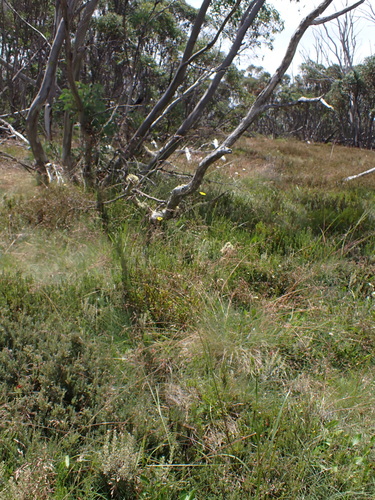 Image of Festuca muelleri by (c) Nina Kerr, some rights reserved (CC BY)
