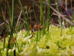 Juncus sandwithii