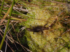 Eulamprus kosciuskoi