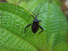 Acanthocoris scabrator