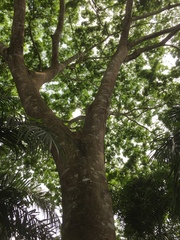 Albizia ferruginea