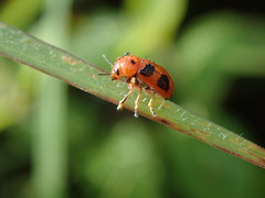Ceratobasis koenigii