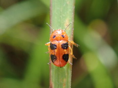 Ceratobasis koenigii