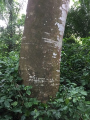 Albizia ferruginea