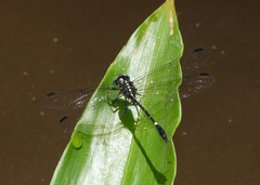 Austrogomphus bifurcatus