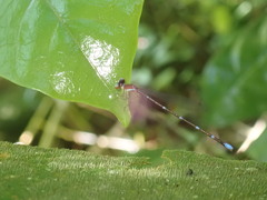 Ceylonosticta brincki