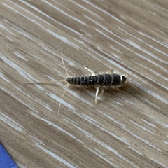 Ctenolepisma longicaudatum