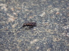 Cylindera labioaenea