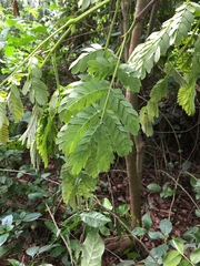 Albizia ferruginea