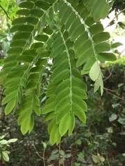 Albizia ferruginea