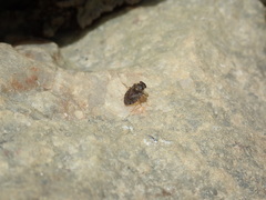 Ochteridae