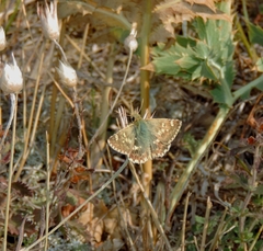 Muschampia proteides