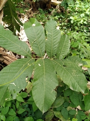 Blighia sapida