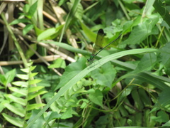 Vestalis nigrescens