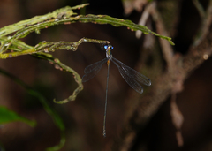 Synlestes tropicus