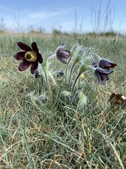 Pulsatilla rubra