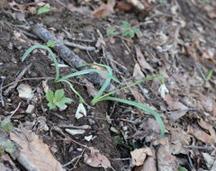 Galanthus alpinus