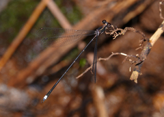 Chorismagrion risi