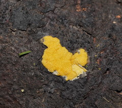 Trichoderma victoriense